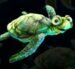Symbol Zelená želva automatu Dolphin’s Wild Ride od SYNOT Games